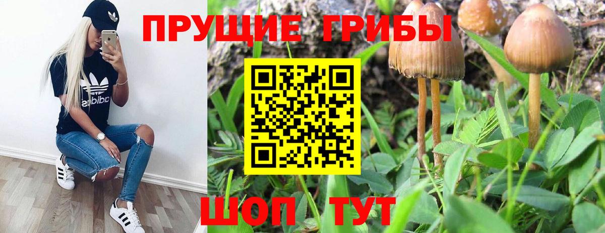 Электросталь  Псилоцибиновые грибы Psilocybine cubensis  Вход с VPN 